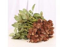 明胜花卉 月季苗 绿化工程 园林景观用 月季花苗
