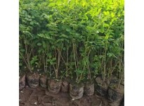 川姐紫穗槐小苗 基地销售 常年承接绿化工程 苗优价低 规格全